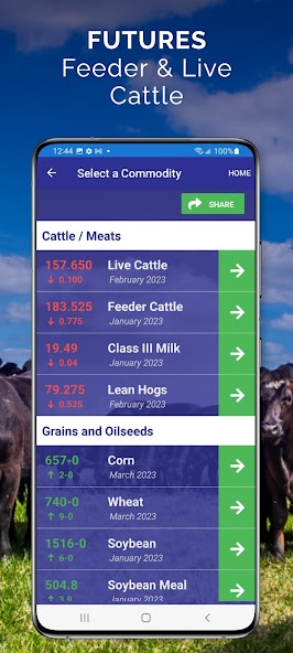 Cattle Market Mobile