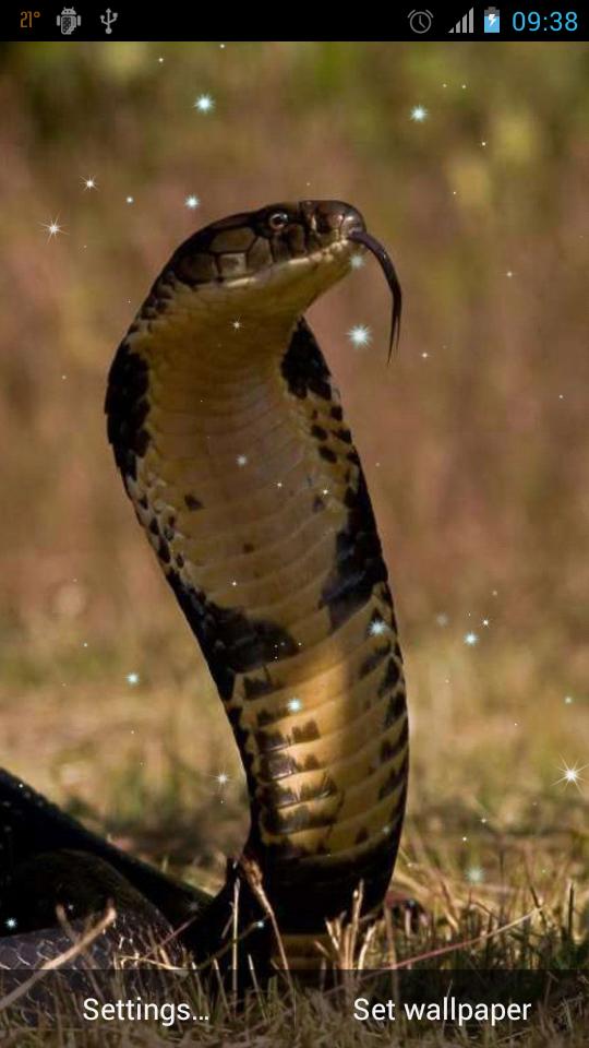 Snake Live Wallpaper