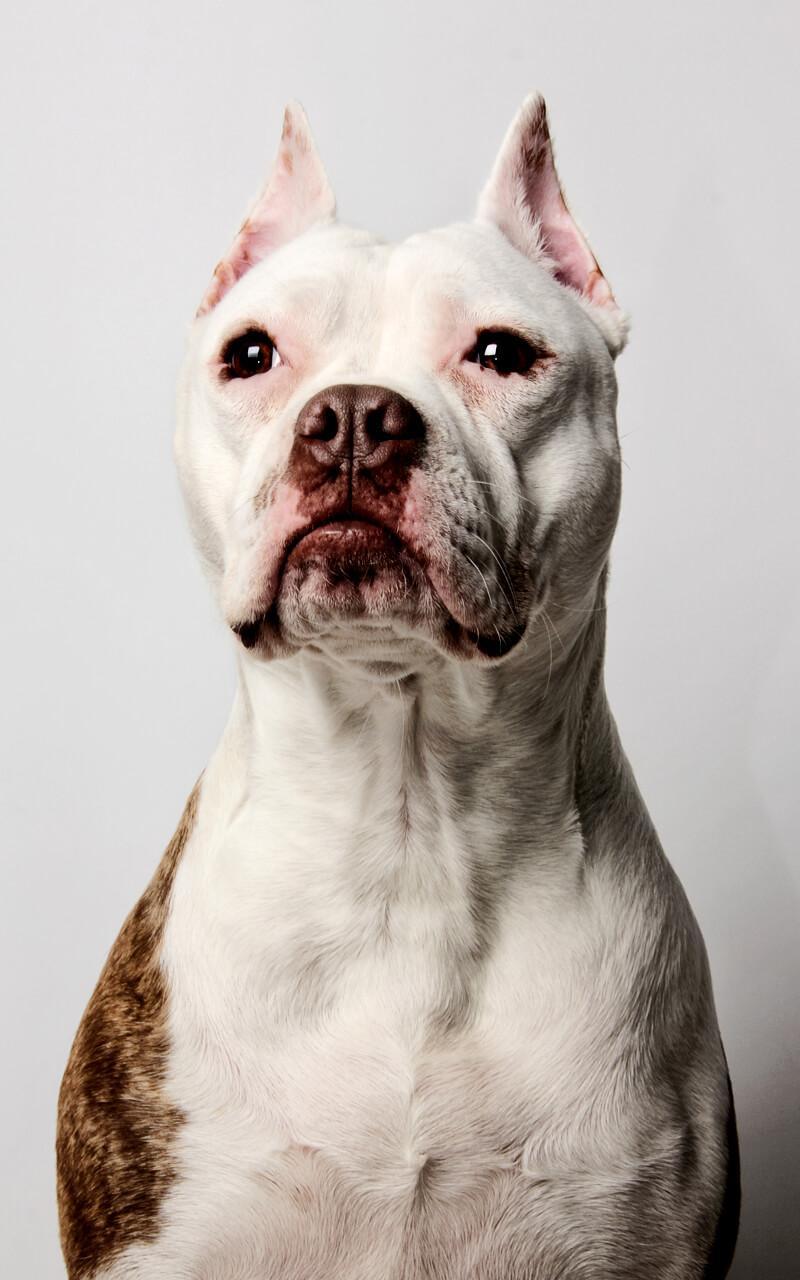 Pitbull Dog Live Wallpaper