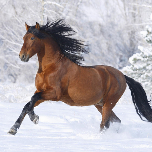 Horses Live Wallpaper