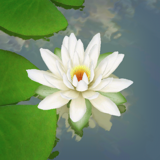 3D Lotus