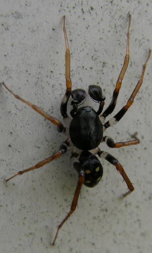 Spider Web Wallpapers