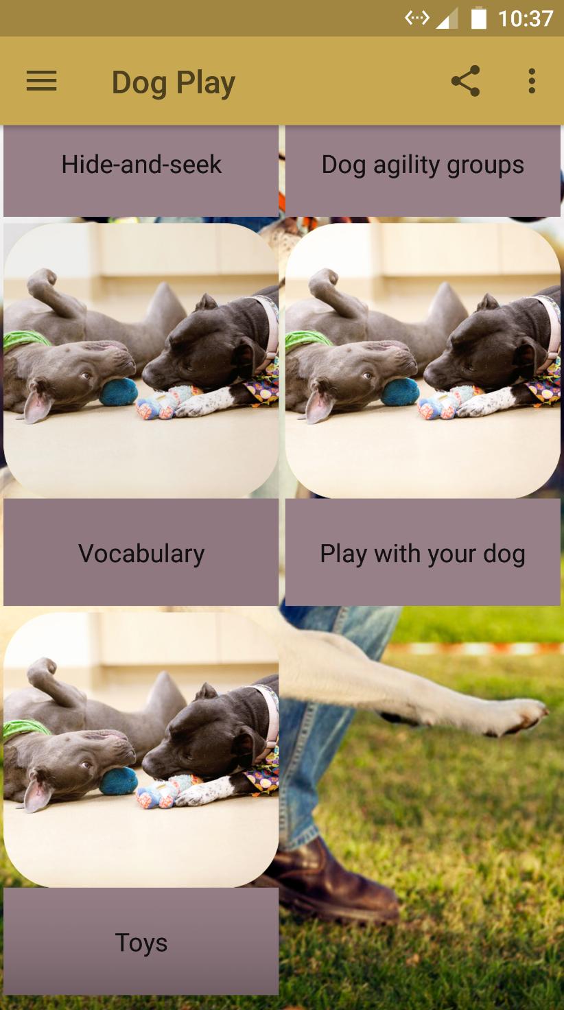 Dog Play