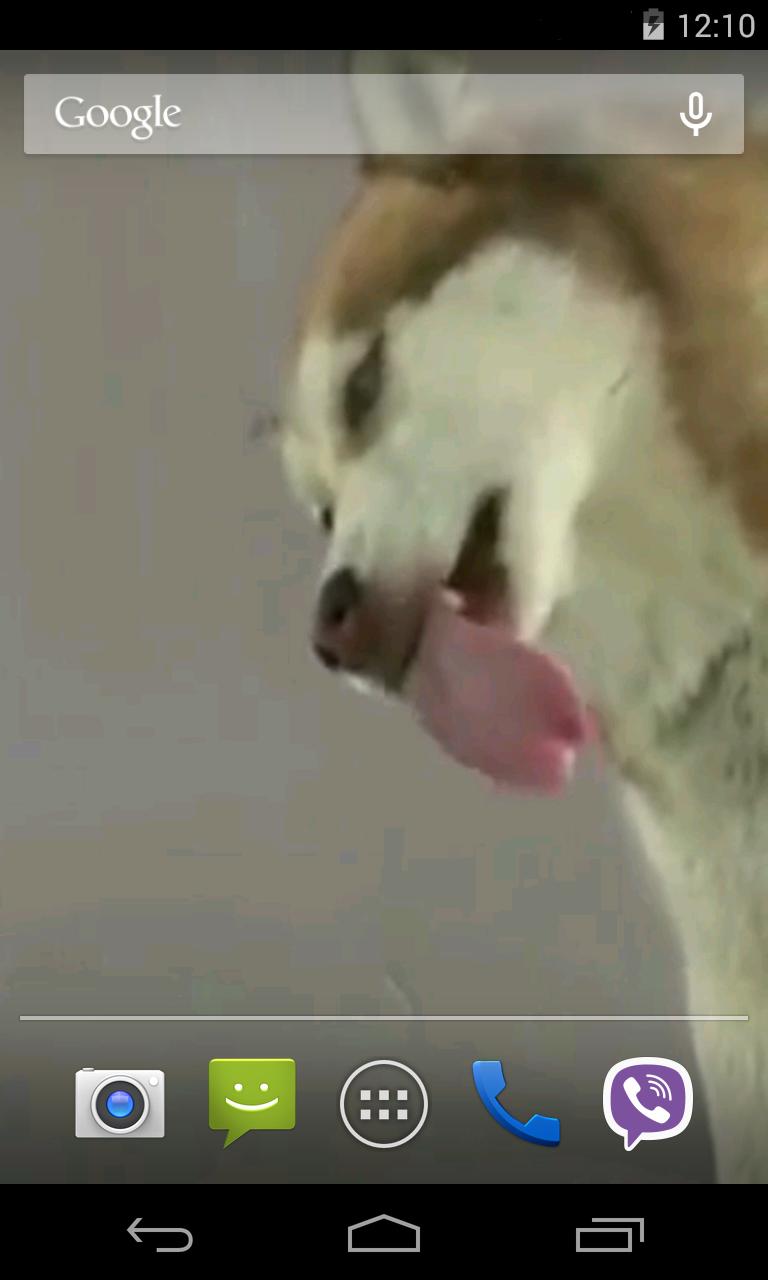Husky licks glass Video LWP
