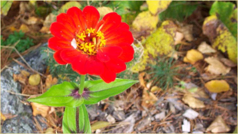 Fresh Flowers Images