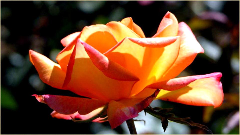 Fresh Flowers Images