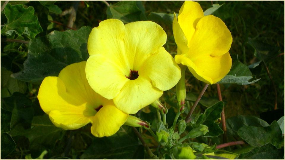 Fresh Flowers Images