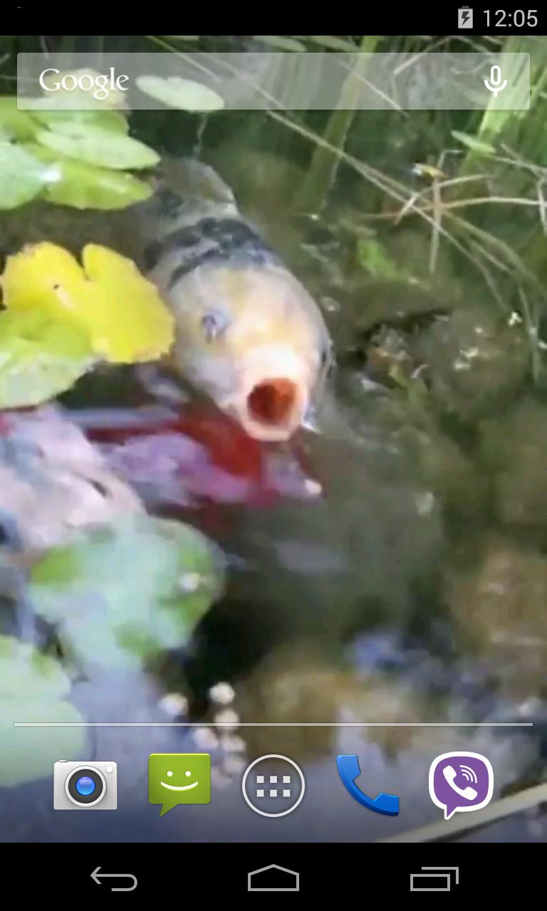 Koi Video Live Wallpaper