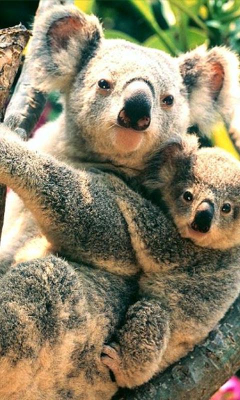 Australia Wallpapers