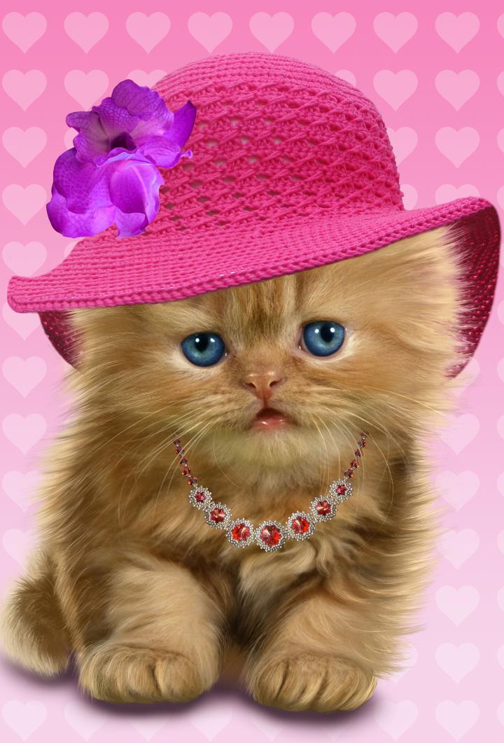 Baby Cat, Cute Live Wallpaper